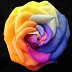 Rose Of Many Colours