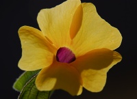 Black Eyed Susan Vine