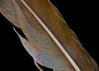 Gull Feather with Sand