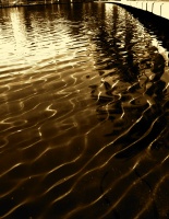 Golden Pond