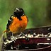 Baltimore Oriole Drenched