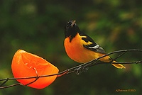 Male Baltimore Oriole Looks Up