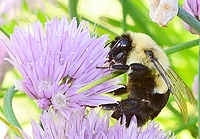 Bumblebee  on small chives