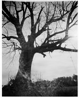 Tree Pinhole