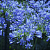 Agapanthus blooms