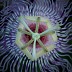 Passion Flower Macro