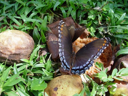 Red-Spotted Purples on Pears