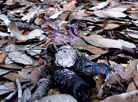 Question Mark Butterfly