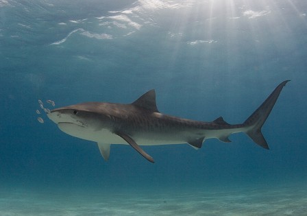 Tiger shark, getting some sun